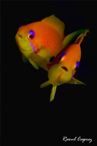 Separation in the dark by Raoul Caprez 